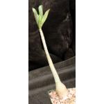 Adenium crispum x arabicum 4-inch pots