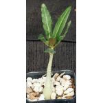 Adenium somalense var. crispum 2-inch pots