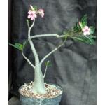 Adenium somalense var. crispum 8-inch pots
