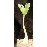 Adenium arabicum x crispum 5-inch pots