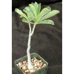 Adenium swazicum 5-inch pots