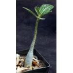 Adenium swazicum 3-inch pots