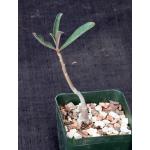 Adenium swazicum 4-inch pots