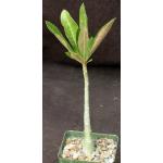 Adenium cv Bubblegum 4-inch pots