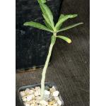 Adenium swazicum 2-inch pots