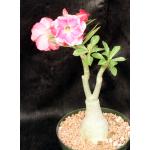 Adenium obesum cv VB-288 Double Whirl 6-inch pots