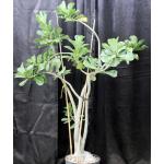 Adenium Ginormous Red 3-gallon pots