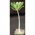 Adenium obesum (red) 4-inch pots