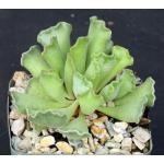 Adromischus cristatus 4-inch pots
