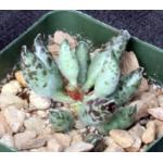 Adromischus cooperi 4-inch pots