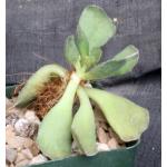 Adromischus cristatus var. clavifolius 4-inch pots