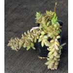 Anacampseros densifolia 2-inch pots