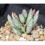 Adromischus filicaulis ssp. filicaulis 4-inch pots