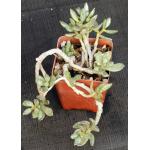Adromischus filicaulis ssp. filicaulis 4-inch pots