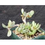 Adromischus filicaulis ssp. marlothii 4-inch pots