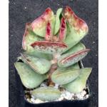 Adromischus maculatus 2-inch pots