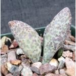 Adromischus marianiae 4-inch pots