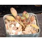 Adromischus cristatus var. schoenlandii 3-inch pots