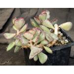 Adromischus triflorous 5-inch pots