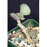 Adromischus triflorous 4-inch pots