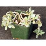 Adromischus umbraticola ssp. ramosus 4-inch pots