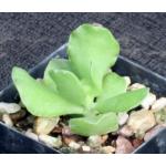 Adromischus zeyheri (Oribi, RSA) 3-inch pots