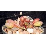 Adromischus cristatus var. schoenlandii 2-inch pots