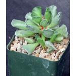 Adromischus cristatus 4-inch pots