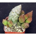 Adromischus marianiae herrei 2-inch pots