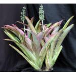 Aechmea cv Danger 3-gallon pots