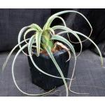 Aechmea recurvata cv Aztec Gold 5-inch pots