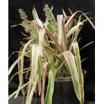 Aechmea lueddemanniana cv Mend 3-gallon pots