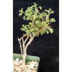 Aeollanthus rehmannii 4-inch pots