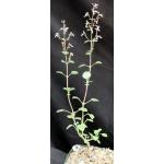 Aeollanthus rehmannii 5-inch pots