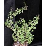 Aeollanthus rehmannii one-gallon pots