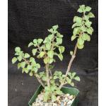 Aeollanthus rehmannii 4-inch pots