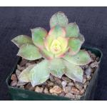 Aeonium cv Pinwheel (variegate) 4-inch pots