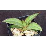 Agave convallis 2-inch pots