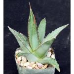 Agave kerchovei Huajuapan Red 3-inch pots