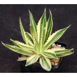 Agave lophantha cv Quadricolor 5-inch pots