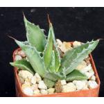 Agave montana 3-inch pots