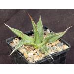 Agave montana 4-inch pots