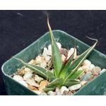 Agave pelona 3-inch pots