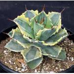 Agave isthmensis cv Ikari Raijim Nishniki 2-gallon  pots