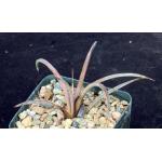 Agave striata cv Hedgehog 4-inch pots