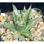 Agave victoriae-reginae 4-inch pots