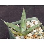 Agave cv Sharkskin 4-inch pots