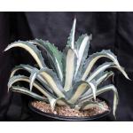 Agave americana var. medio-picta alba 5-gallon pots