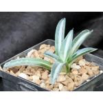Agave americana var. medio-picta alba 5-inch pots