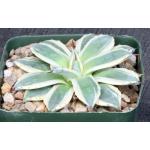 Agave applanata cv Cream Spike 5-inch pots